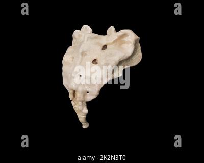 3d raffigurazione del sacro, illustrazione dello scheletro umano . anatomia dell'osso sacro. icona Foto Stock