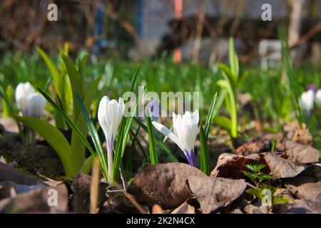 Fiori di croco viola che si risvegliano in un prato primaverile Foto Stock