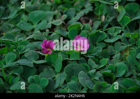 Oxalis purpurea su un prato a Porto Foto Stock