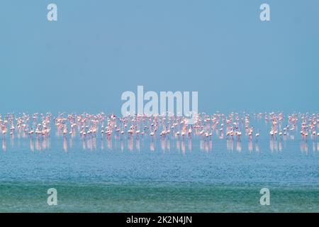 Uccelli fenicotteri rosa al lago salato di Sambhar nel Rajasthan. India Foto Stock