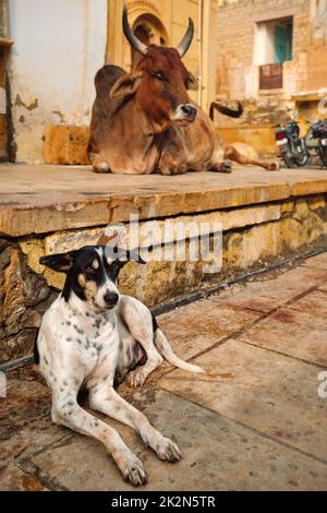 Mucca indiana che riposa in strada Foto Stock