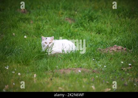 Un gatto bianco nell'erba osserva i dintorni. Foto Stock