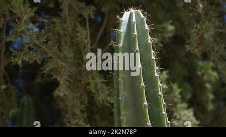 Grande e pungente cactus crebbe in un parco cittadino nel nord di Israele Foto Stock