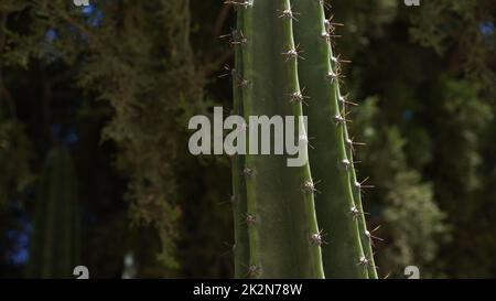 Grande e pungente cactus crebbe in un parco cittadino nel nord di Israele Foto Stock