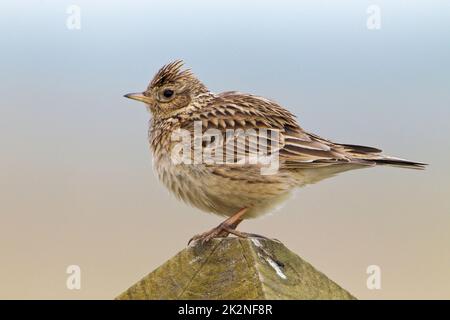 Skylark, Alauda arvensis, un singolo uccello su un palo di recinzione, Norfolk settentrionale, maggio Foto Stock