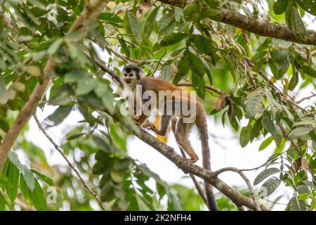 Scimmia scoiattolo dell'America centrale, saimiri oerstedii, Quepos, Costa Rica fauna selvatica Foto Stock