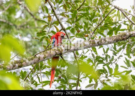 Scarlatto macaw, Ara macao, Quepos Costa Rica. Foto Stock