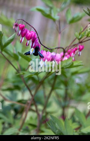 Un'ape di legno blu cerca polline su un fiore di cuore, Lamprocapnos spectabilis. Foto Stock