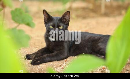 Nero gatto randagio, pellicce sporche di polvere e i capelli, posa su terreno sabbioso, foglie verdi intorno, guardando dritto nella telecamera. Foto Stock