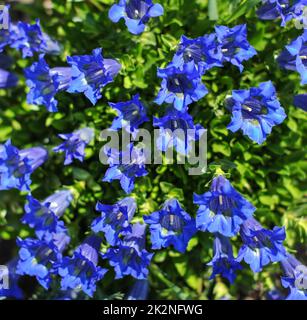 Primo piano della blue campanula (Campanula) fiori nel giardino. Foto Stock