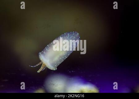 Una lumaca nell'acquario di acqua salata sul vetro Foto Stock