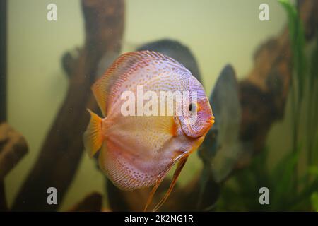 Ritratto di un bel disco colorato cichlid in un acquario di blackwater. Foto Stock