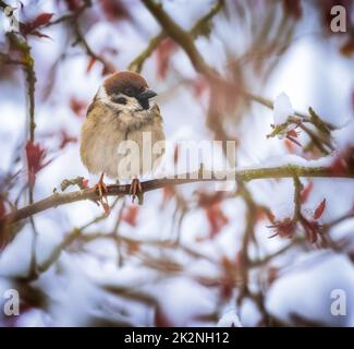 Sparrow seduto sul ramoscello di un albero innevato Foto Stock