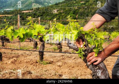 Potatura verde del vigneto in primavera. Agricoltura. Foto Stock