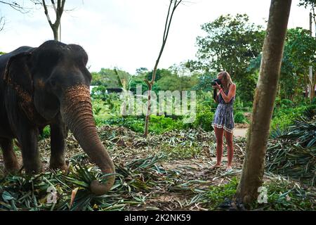 Il relativo ogni photographers sogna. Scatto di un giovane fotografo che scatta una foto di un elefante asiatico. Foto Stock