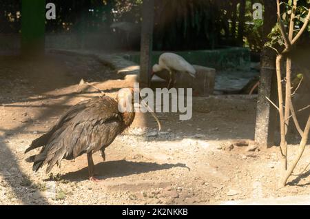 Scarlatto Ibis (Eudocimus ruber) gambe lunghe Juvenile uccello con piume marrone-cenere. Primo piano. Foto Stock