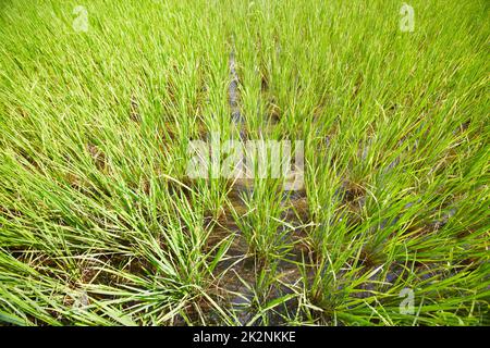 Modelli di riso. Vista ad alto angolo di una risaia in Thailandia. Foto Stock