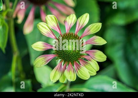 Echinacea 'Green Envy' fiore testa in fiore Foto Stock