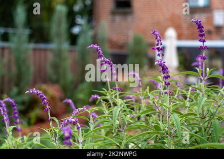 Un primo piano di Salvia leucantha, la salvia bush messicana. Foto Stock