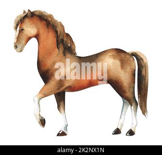 Cavallo acquerello. Cavallo nazionale marrone da una fattoria su uno sfondo bianco. Foto Stock