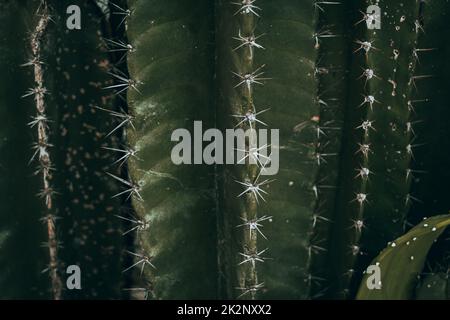 Cactus, shot naturale estetico di succulenti primo piano, struttura vegetale verde. Foto Stock