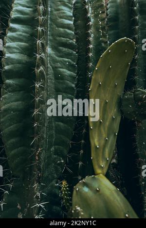 Cactus, shot naturale estetico di succulenti primo piano, struttura vegetale verde. Foto Stock