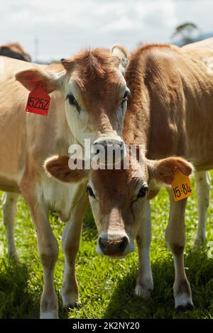 Io e la mia metà udder. Shot di un gregge di vacche da latte in piedi in un pascolo verde. Foto Stock