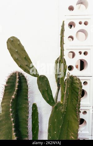 Cactus, shot naturale estetico di succulenti primo piano, struttura vegetale verde. Foto Stock