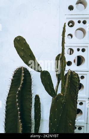 Cactus, shot naturale estetico di succulenti primo piano, struttura vegetale verde. Foto Stock