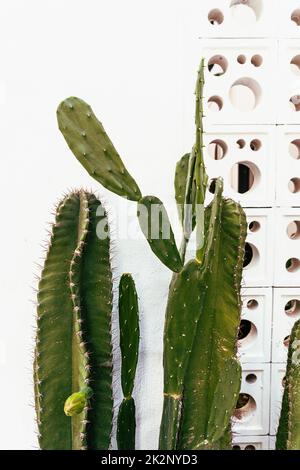 Cactus, shot naturale estetico di succulenti primo piano, struttura vegetale verde. Foto Stock