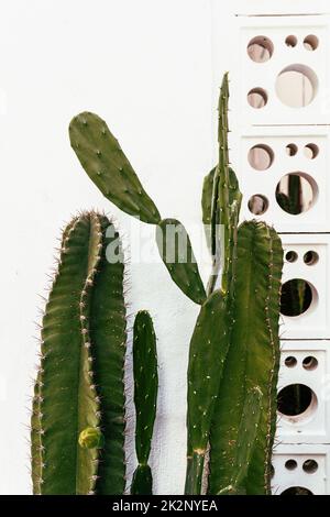 Cactus, shot naturale estetico di succulenti primo piano, struttura vegetale verde. Foto Stock