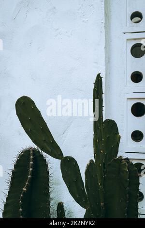 Cactus, shot naturale estetico di succulenti primo piano, struttura vegetale verde. Foto Stock