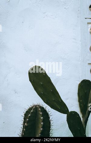 Cactus, shot naturale estetico di succulenti primo piano, struttura vegetale verde. Foto Stock