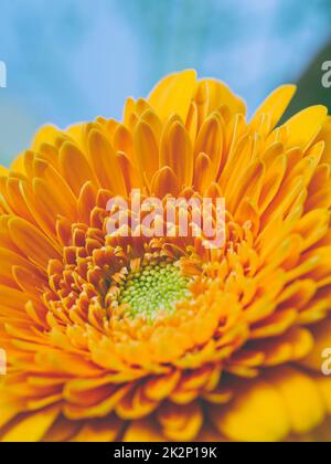 Arancio Gerbera fiore primo piano Foto Stock