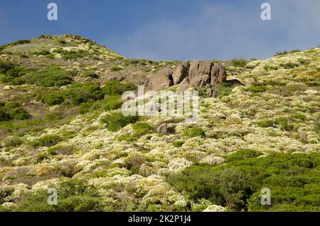 Paesaggio con margherite parigine in fiore. Foto Stock
