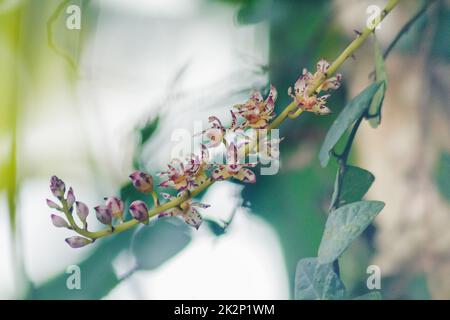 Le orchidee viola selvatiche sono piccole nella natura. Foto Stock