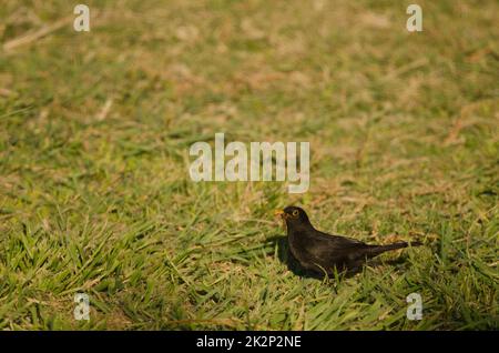 Uccello nero comune con cibo per i suoi pulcini. Foto Stock