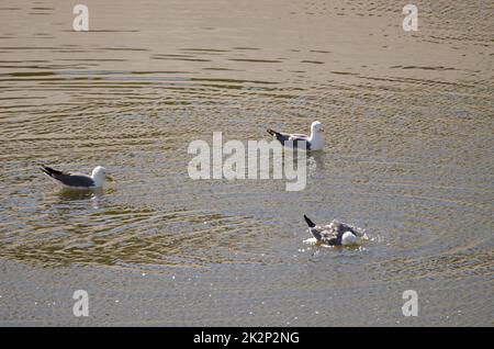 Gabbiani a zampe gialle Larus michaellis atlantis. Foto Stock