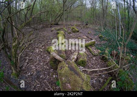 Tronchi di vecchi alberi caduti coperti di muschio. Foto Stock