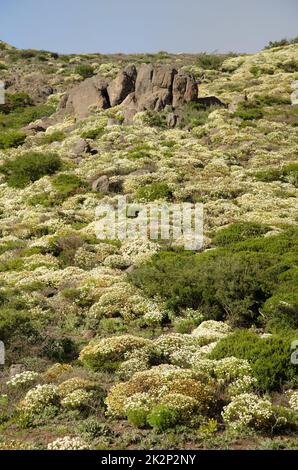 Paesaggio con margherite parigine in fiore. Foto Stock