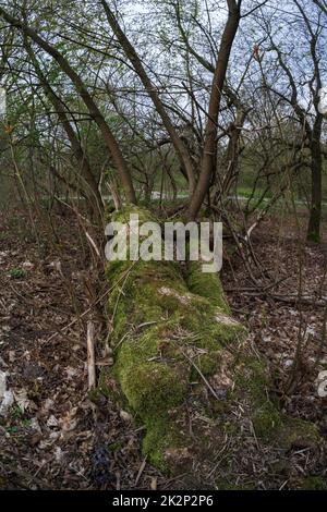 Tronchi di vecchi alberi caduti coperti di muschio. Foto Stock