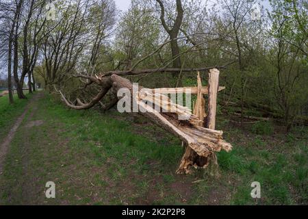 Albero abbattuto da venti forti. Foto Stock