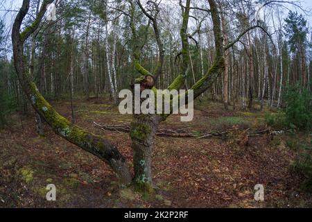 Tronchi di alberi e vecchi alberi caduti coperti di muschio. Foto Stock