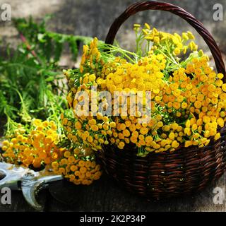 Tansy Tanacetum - piante erbacee perenni Compositae Asteraceae . La raccolta di erbe medicinali di materie prime Foto Stock