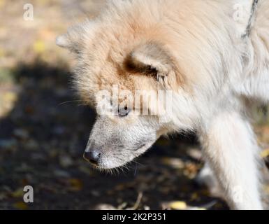 Akita Inu con capelli lunghi o cane Akita giapponese Foto Stock