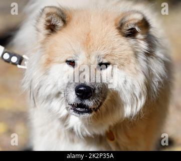 Akita Inu con capelli lunghi o cane Akita giapponese Foto Stock