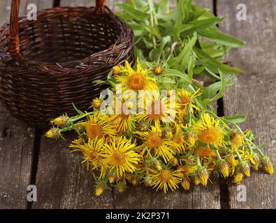 Inula helenium di cavallo o guarire o elfdock fiori gialli con verde sullo sfondo di legno. Impianto medico contiene un sacco di oli essenziali, saponine, inulina, vitamina E e altre sostanze Foto Stock