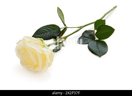 Rosa bianca (Rosaceae) isolato su sfondo bianco, compreso il tracciato di ritaglio senza ombra. Foto Stock