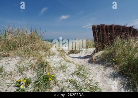 Nelle dune, Mar baltico, SchÃ¶nberger Strand, SchÃ¶nberg, Schleswig-Holstein, Germania del Nord Foto Stock