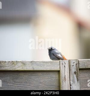 Comune redstart maschio ( Fenicurus phoenicurus ) Foto Stock